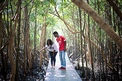 Symbolbild. Zwei Personen stehen auf einen Steg in einem Wald und schauen sich einen Bambus an.